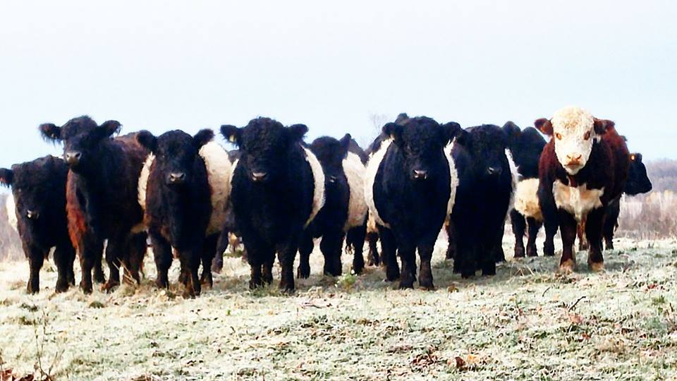 a bunch of cows