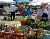 This photo shows a vendor at the Lakefield Farmers Market. The have a table with plants and flowers all over it for sale. There are other vendors selling things in the background across from this vendor. There are people walking around and looking at the things the vendors are selling.