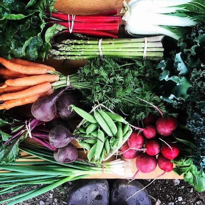 Box of vegetables including carrots, beets, radish, green onion, cilantro