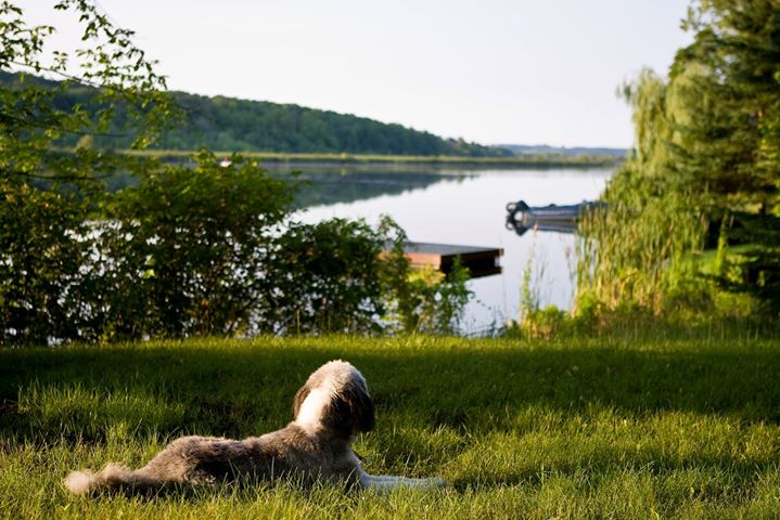 dog overlooking the lake