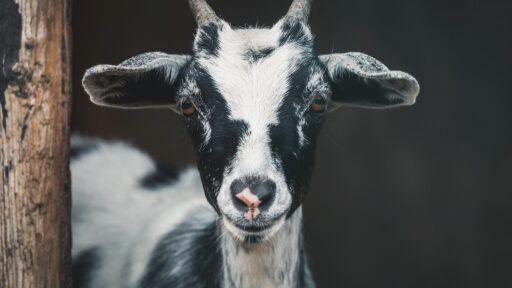 Black and white goat with blurred dark grey background