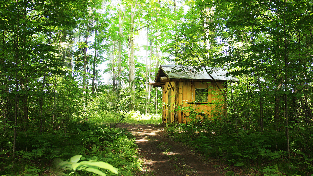 A trail through a green forest with a small wood building to the side of the trail