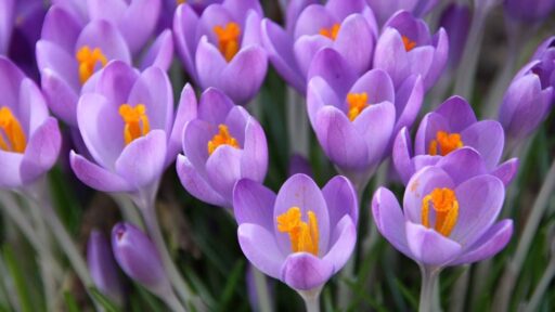 close up of flowers