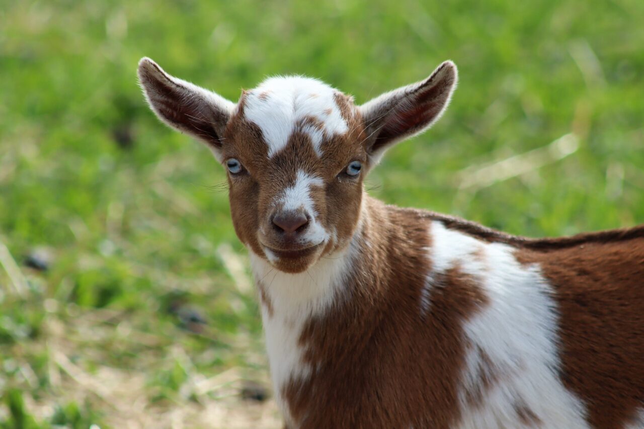 Close up of small goat face