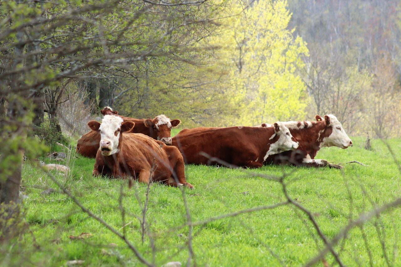 Five brown and white cows laying in grass