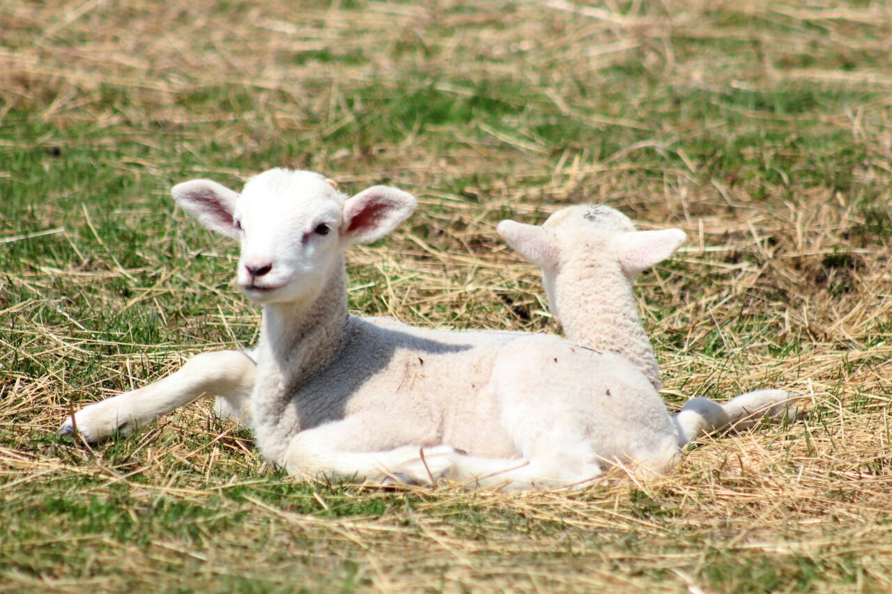 Two white lambs laying in the grass