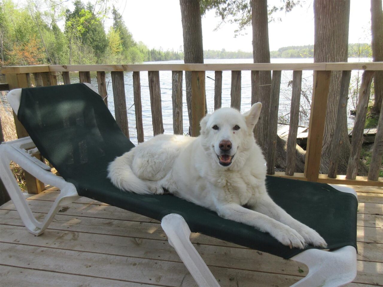 dog on patio chair