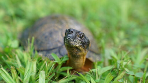 A turtle in the grass