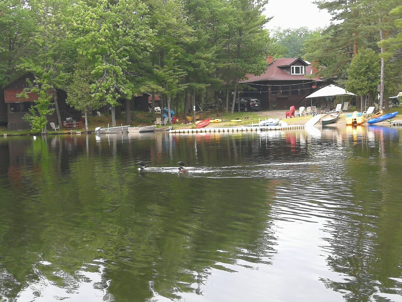 Loons swimming in a lake in front of a cottage beach with kayaks