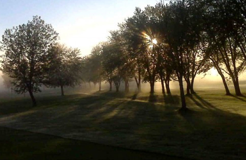 sun shining through trees on a golf course