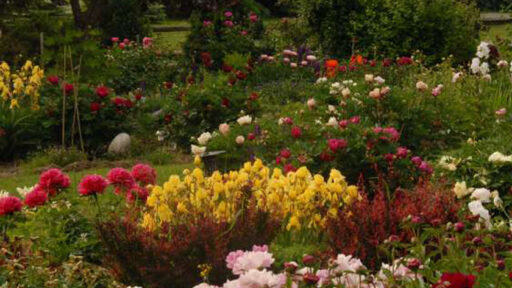 a large garden in bloom