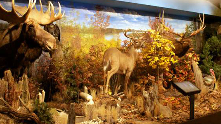 stuffed moose and deer on display