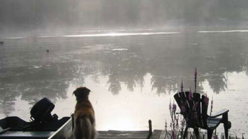 a dog on a dock looking out at a lake