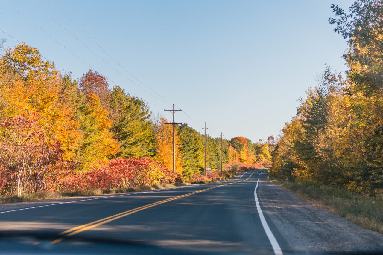 road and fall trees
