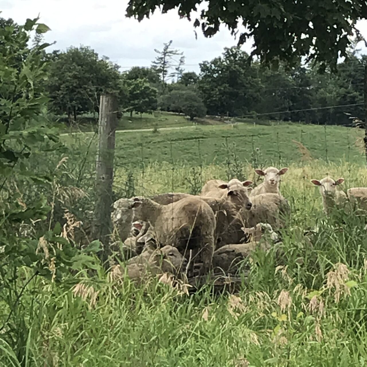 sheep resting in a pasture