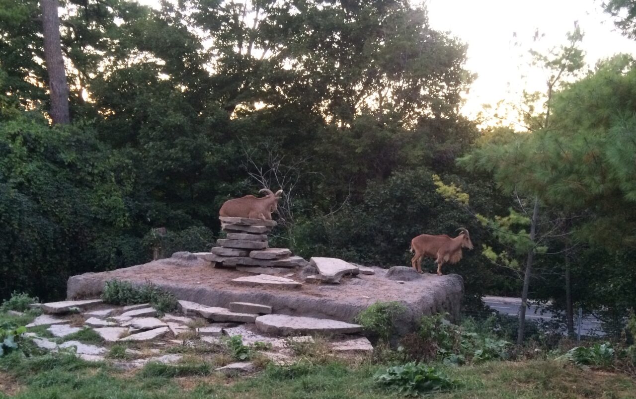 goats on rocks