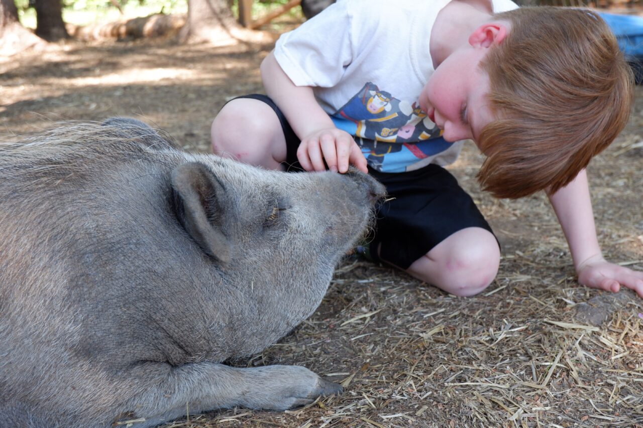 child petting a pig