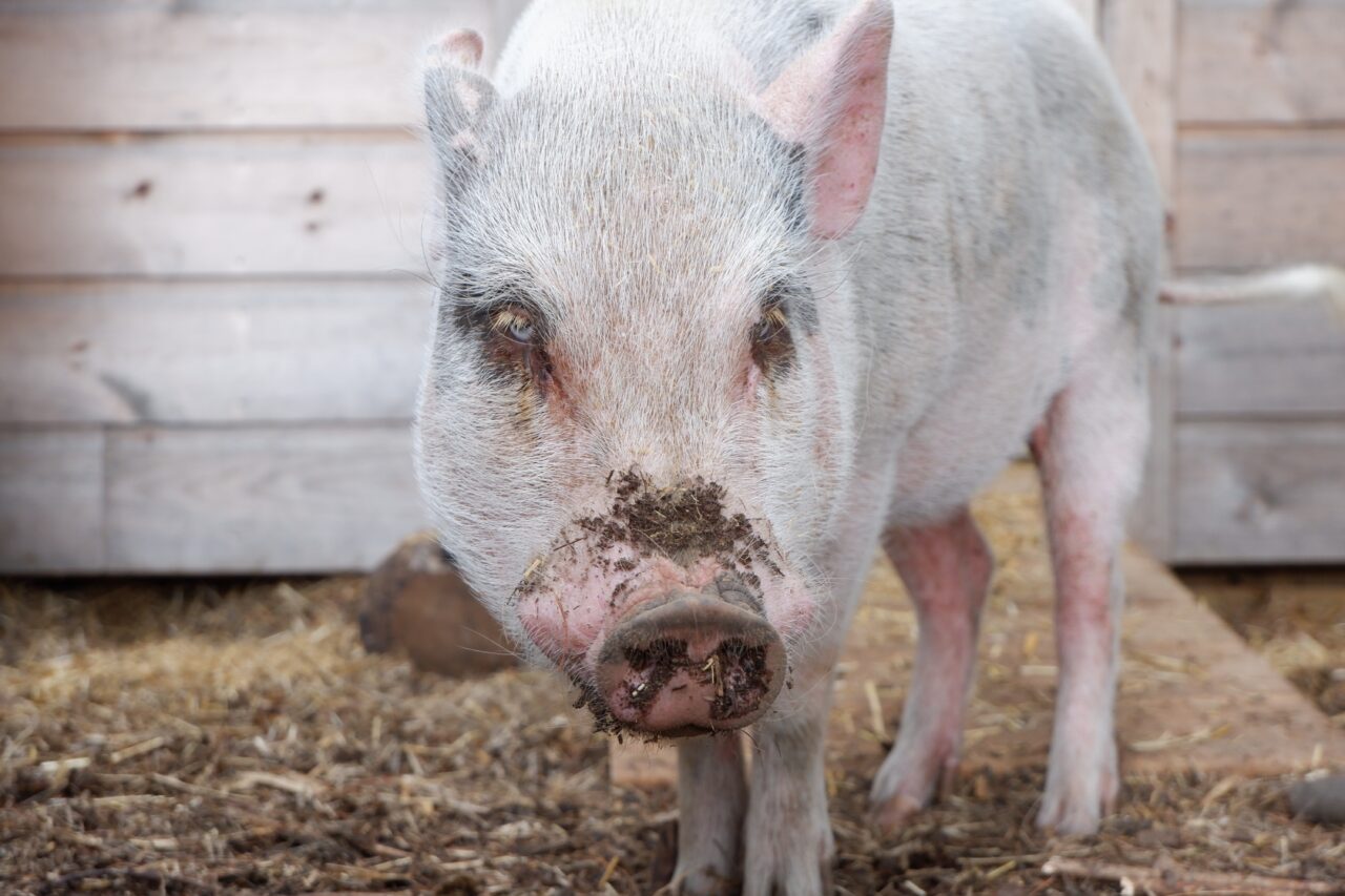 pig with dirty snout