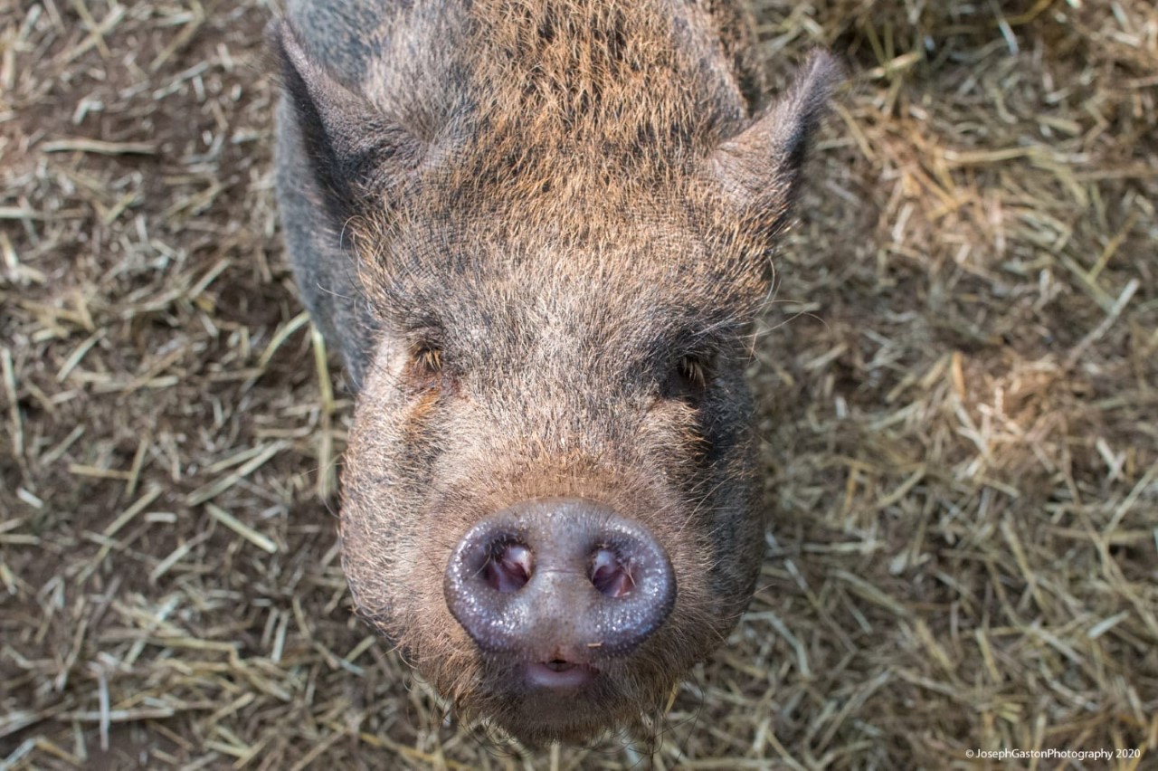a photo of a pig looking at the camera