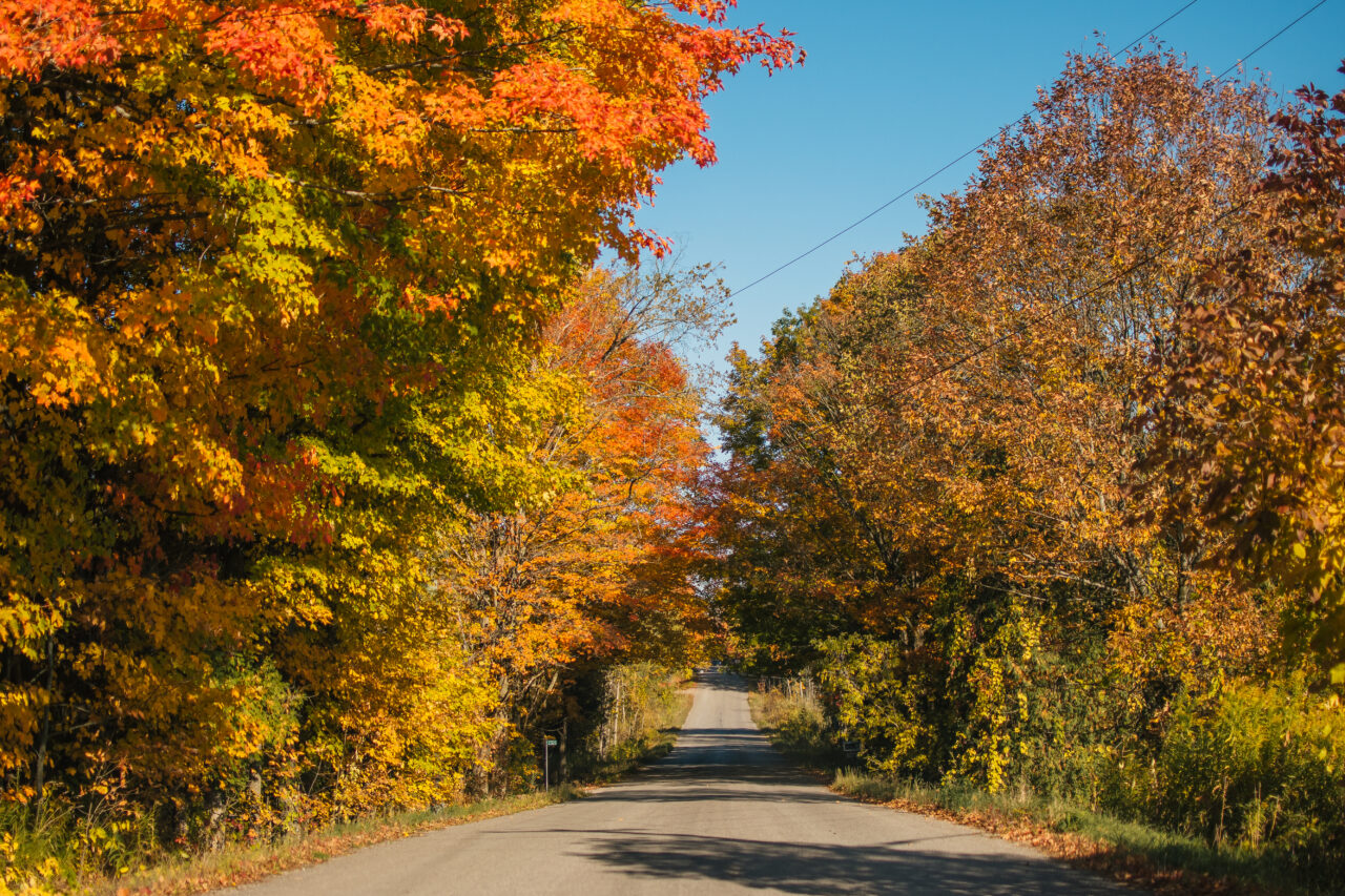 a road with pretty trees during fall in Peterborough & the Kawarthas