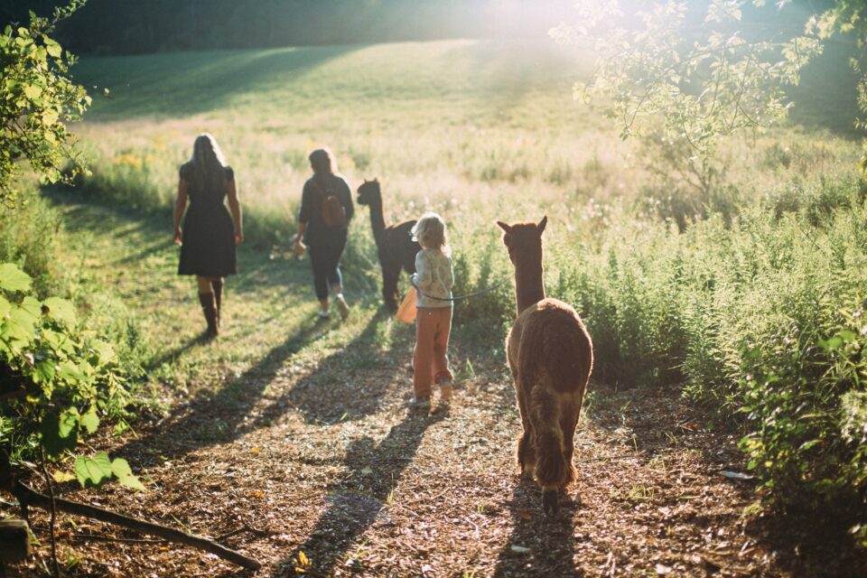 2 Alpacas being walked on a grass trail