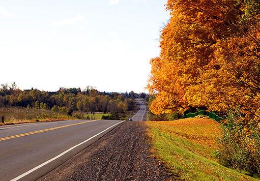 An empty road surrounded by fall trees