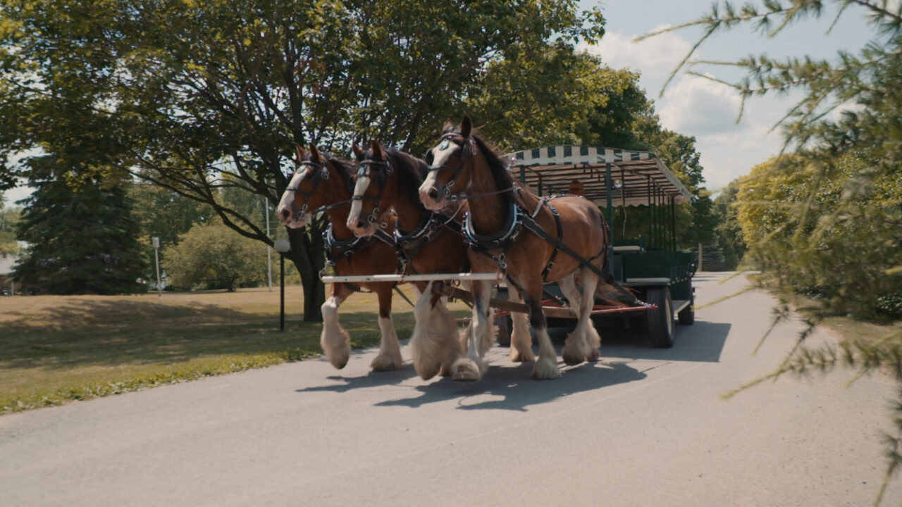 Horses pulling Carriage