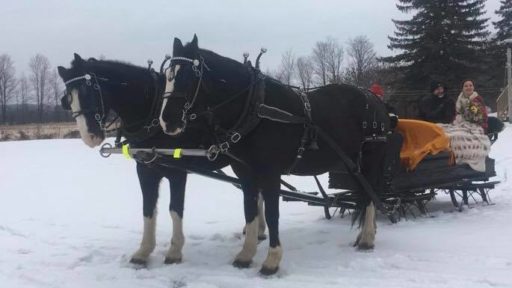 horse and carriage in the winter in Peterborough & the Kawarthas
