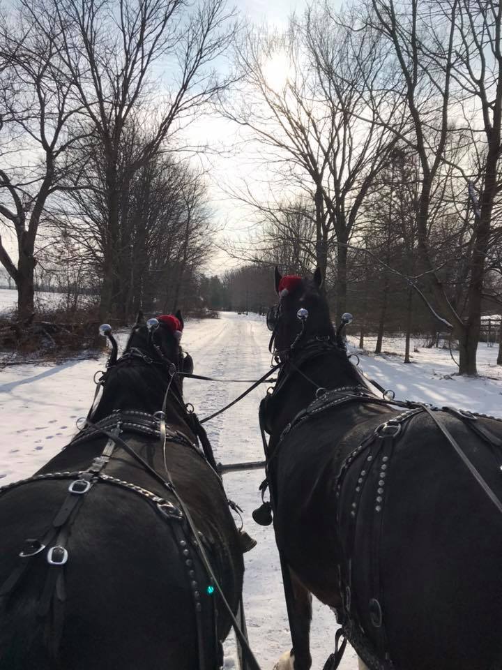 horse and carriage winter