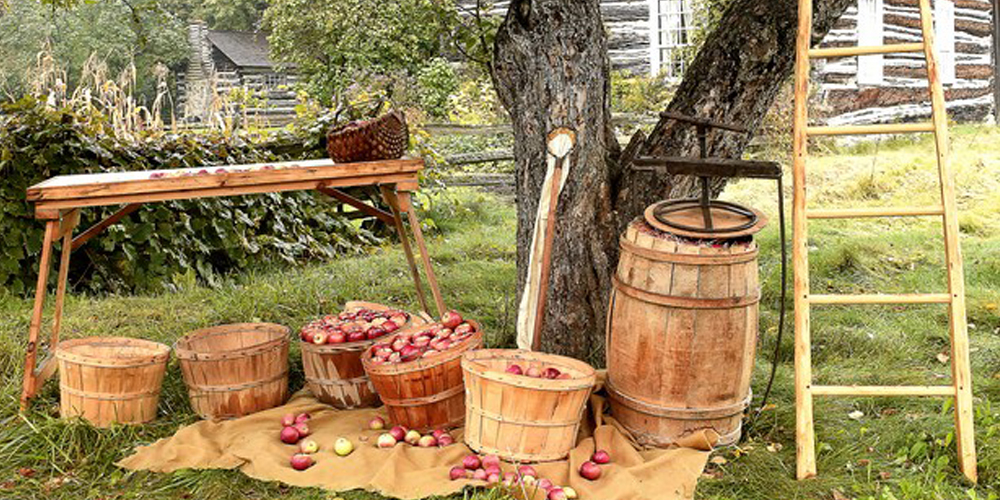 barrels of apples under a tree