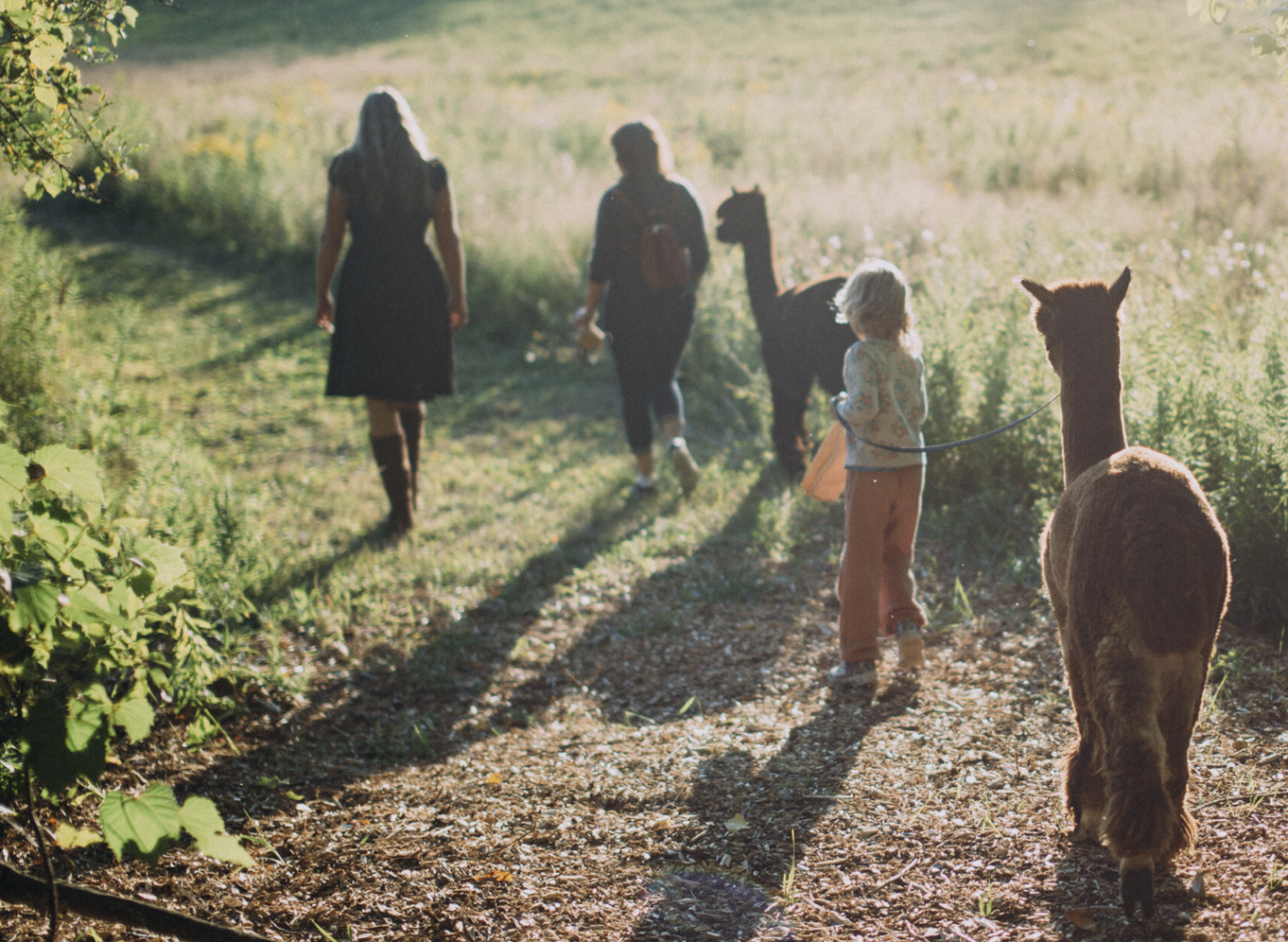 Family walking an alpaca