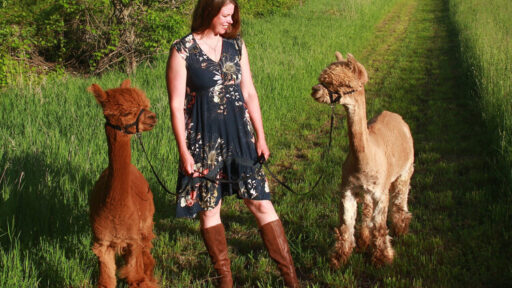 Owner Katie, standing on the grass in between two alpacas