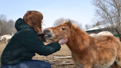A person pets the head of a small horse