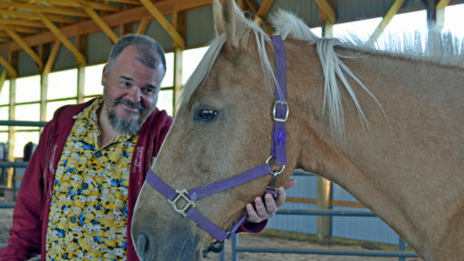 A person pets a horses chin