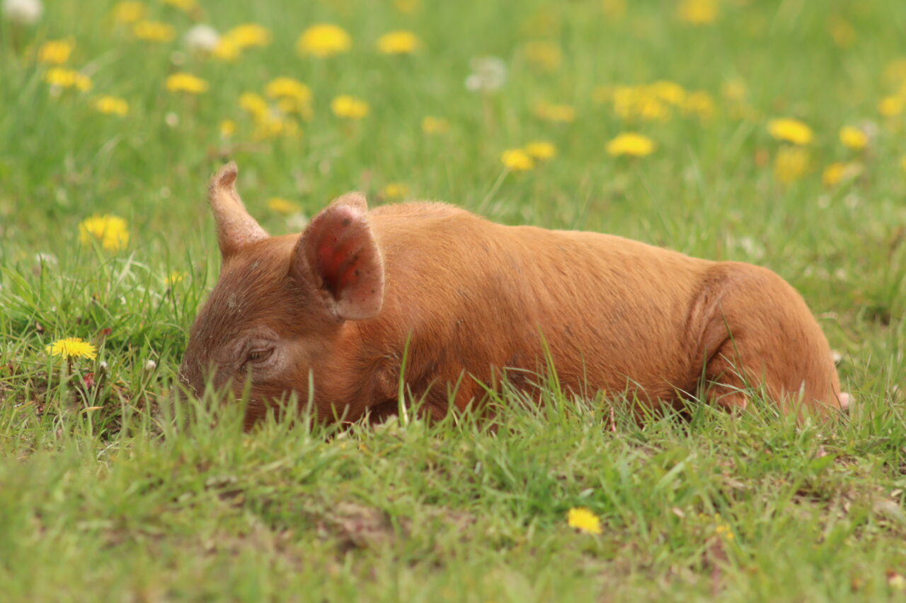Red pig laying in green grass with yellow flowers in the background