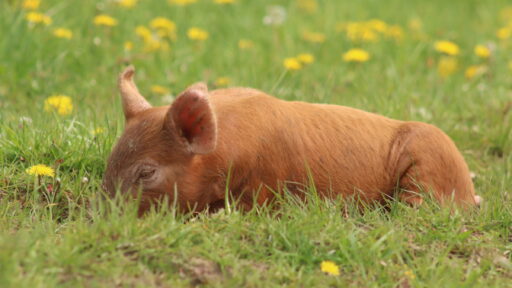 Red pig laying in green grass with yellow flowers in the background