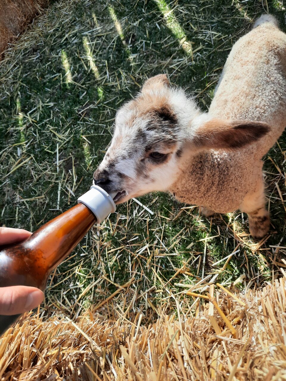 Baby animal being bottle fed