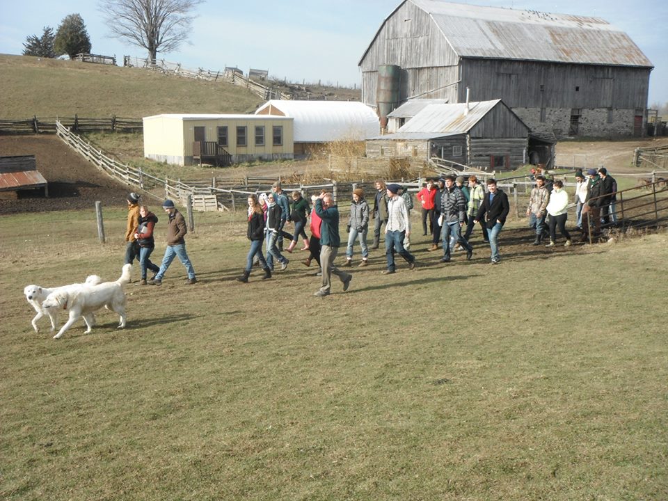 people walking in front of large barn led by two white dogs