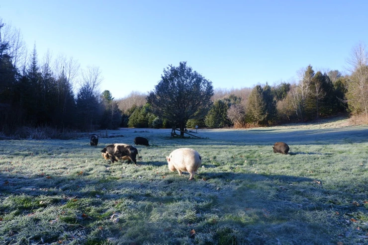 pigs in a field 