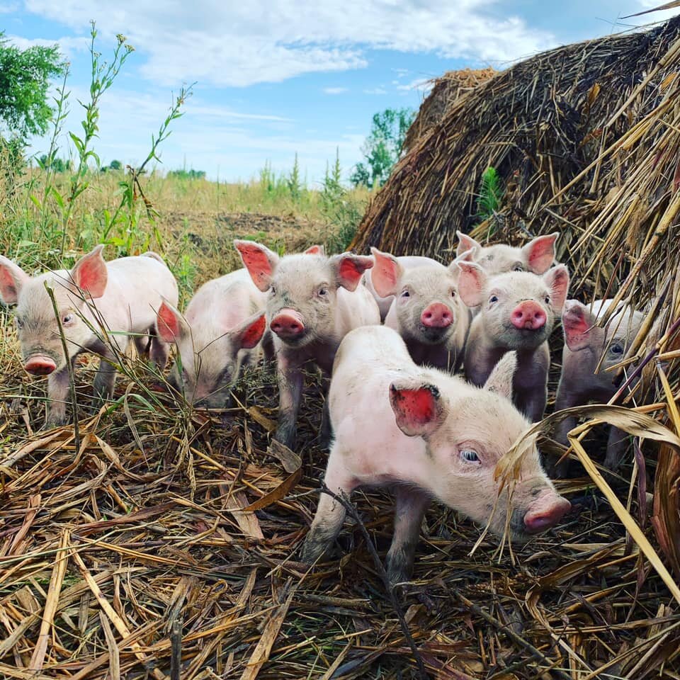 Eight baby piglets in front of straw bales
