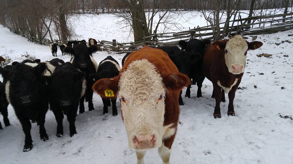 cows in winter field looking straight ahead