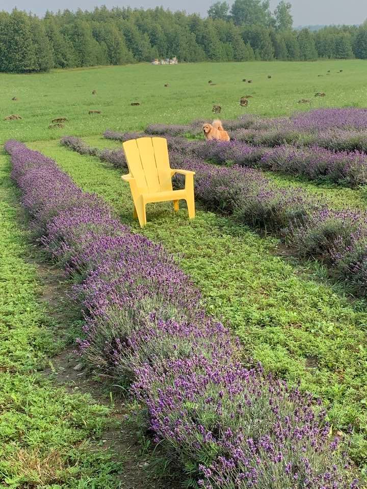 yellow kawartha chair sitting between rows of lavender