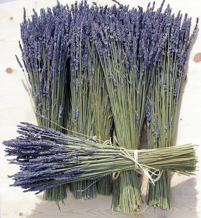 Bunches of dried lavender tied together