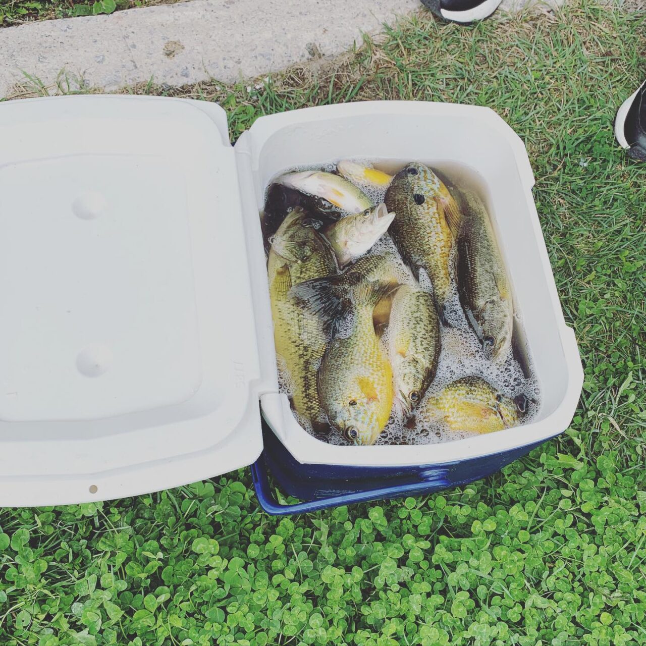 cooler with fish on the grass