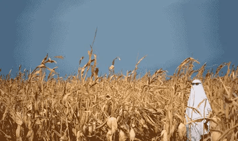 corn field with a man dressed in a white sheet acting as a ghost