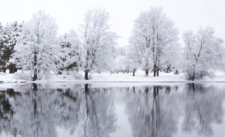snow covered trees and ground with a lake in front