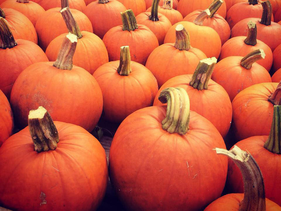 a bunch of pumpkins