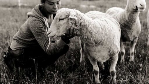 Black and white photo with woman bend down petting sheep