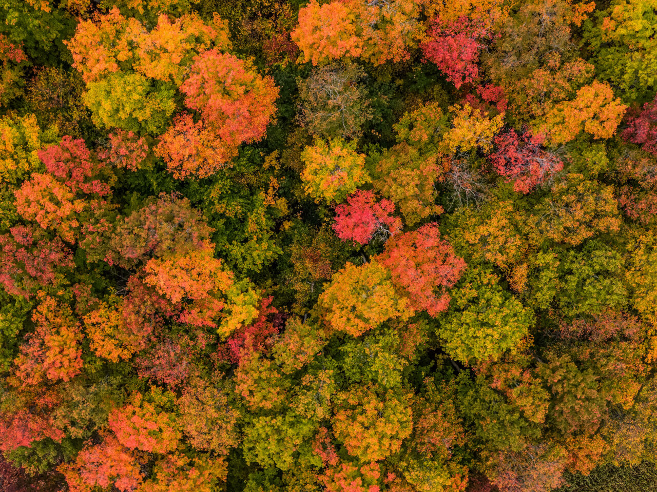 an aerial image of a forest during fall in Peterborough & the Kawarthas
