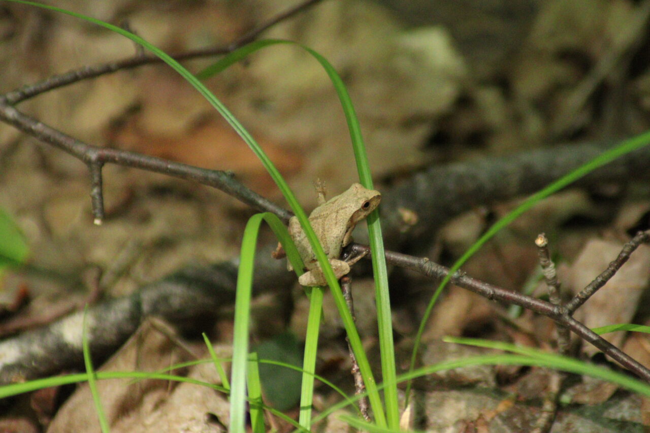 Frog sitting on blade of grass